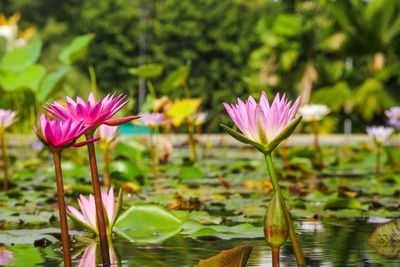 Close-up of lotus water lily in pond