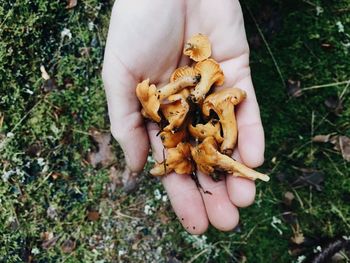 Close-up of mushroom on field