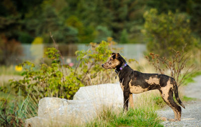 Dog standing on field