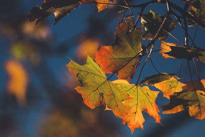 Close-up of maple leaves on branch