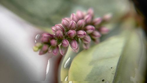 Close-up of pink flower