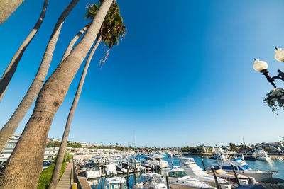 High angle view of palm trees against sky