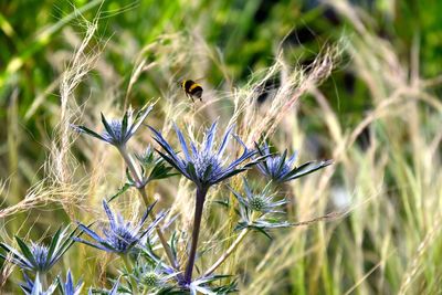 Close-up of insect on flower