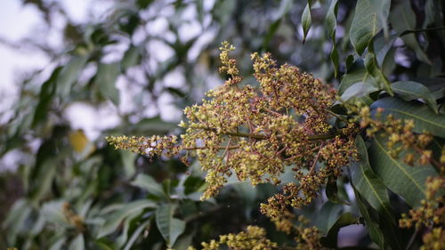 Close-up of flowering plant against trees