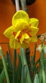 Close-up of yellow flowers blooming outdoors