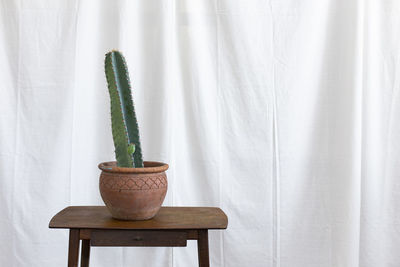 Cereus cactus plant on the window sill with a white curtain background.