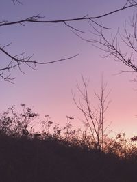 Silhouette bare trees on field against sky at sunset