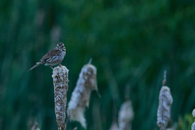 Close-up of bird perching on plant