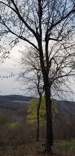 Bare tree on field against sky