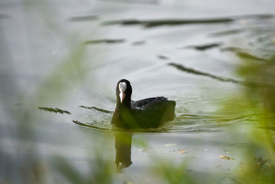 High angle view of duck swimming in lake