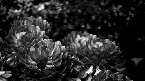 Close-up of flowers blooming outdoors