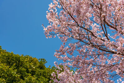 Cherry blossoms around chidorigafuchi park, tokyo, japan.
