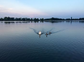 Swan swimming with cygnets in lake against sky
