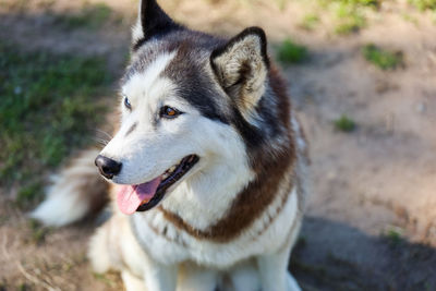 Close-up of dog looking away