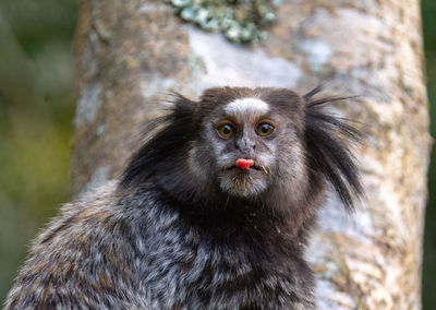 Close-up of monkey