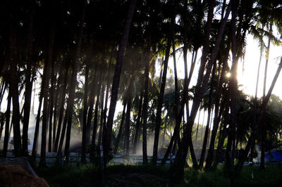 Sunlight streaming through trees in forest