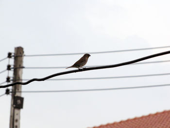 Low angle view of bird perching on cable against sky