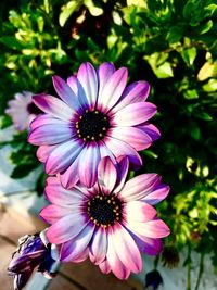 Close-up of purple flower blooming outdoors