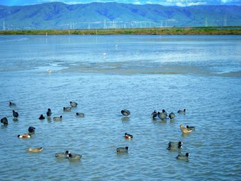 Ducks swimming in lake
