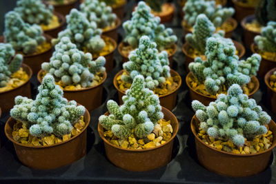 Close-up of potted plants for sale in market