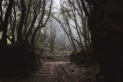 Footpath amidst trees in forest