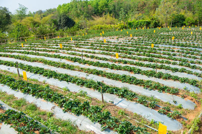 Scenic view of agricultural field