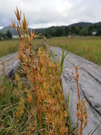 Close-up of flowering plants on field