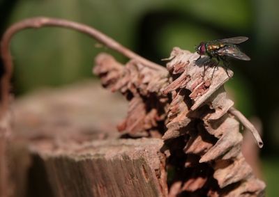 Fly on wood