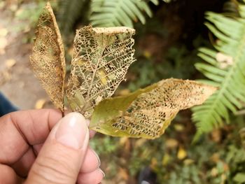 Close-up of hand holding leaves