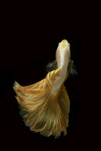 Close-up of fish swimming in sea