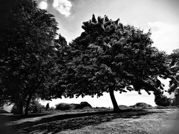 Trees on landscape against cloudy sky