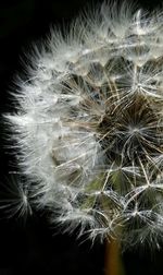 Close-up of dandelion against black background
