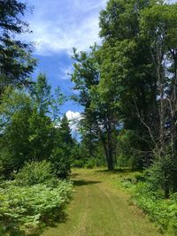 Scenic view of forest against sky