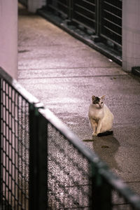 Cat sitting on railing