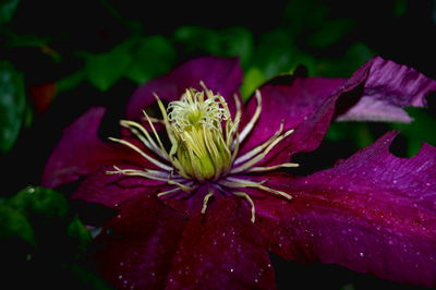 Close-up of fresh flower blooming outdoors