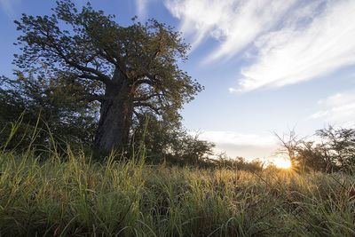 Scenic view of grassy field against sky at sunset