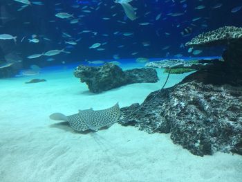 Fish swimming in sea