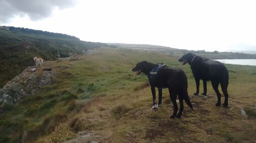 Horses on field against sky