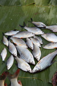 High angle view of seafood on banana leaf