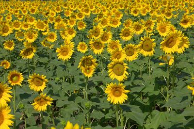 Close-up of yellow sunflower field