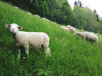 Sheep grazing on grassy hill