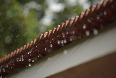 Close-up of wood