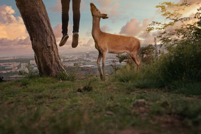 Deer standing in a field