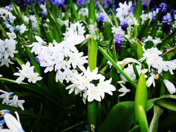 Close-up of white flowers blooming outdoors