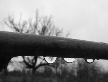 Close-up of wet tree against sky during rainy season