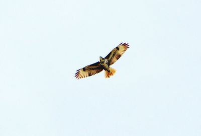 Butterfly flying over white background