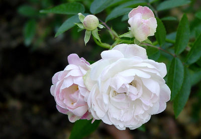 Close-up of pink rose