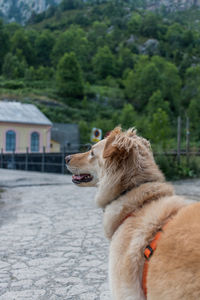 Side view of a dog looking away