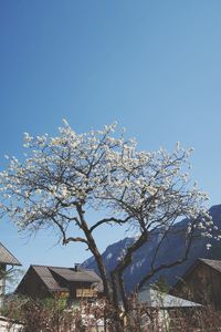 Low angle view of flowering tree and building against clear blue sky