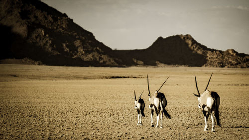 Oryx walking on landscape against sky during sunny day